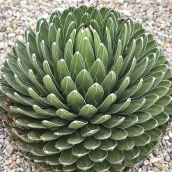 Agave de la Reine Victoria - La sculpture vivante du jardin