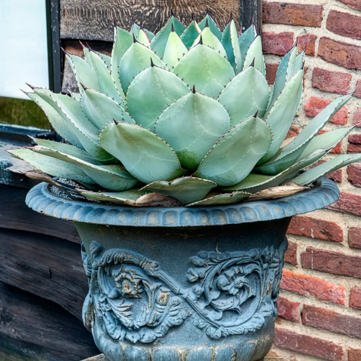 Agave de Parry - Le désert chic sans effort