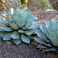Agave de Parry - Le désert chic sans effort