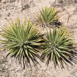 Agave Geminiflora - La sphère graphique déco