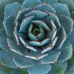 Agave Globe - Le style désert sans effort