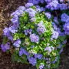 Ageratum bleu - Un tapis bleu tout l'été