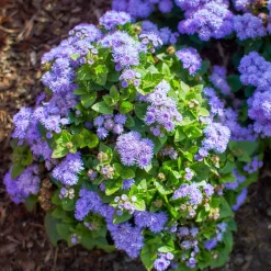 Ageratum bleu - Un tapis bleu tout l'été