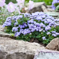 Ageratum bleu - Un tapis bleu tout l'été