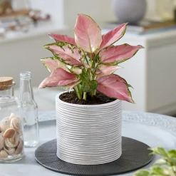 Aglaonema Pink Star - Le feuillage rose qui déco