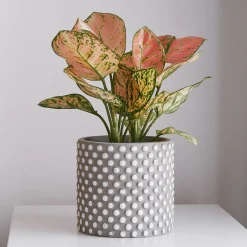 Aglaonema Pink Star - Le feuillage rose qui déco