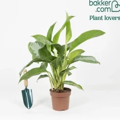 Aglaonema 'Silver Bay' gris-vert - Le feuillage argenté facile