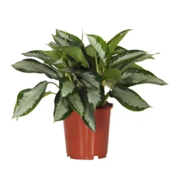 Aglaonema 'Silver Bay' gris-vert - Le feuillage argenté facile