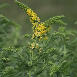 Aigremoine eupatoire - Fleurs jaunes tout l'été