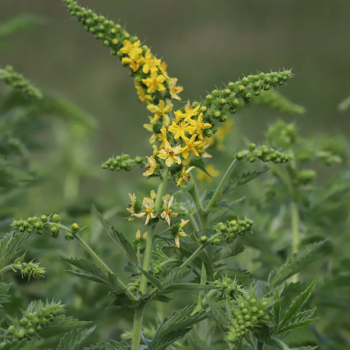 Aigremoine eupatoire - Fleurs jaunes tout l'été