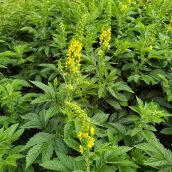 Aigremoine eupatoire - Fleurs jaunes tout l'été