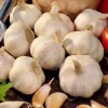 Ail blanc Thérador - Récolte facile et généreuse