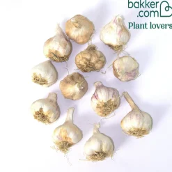 Ail blanc Thérador - Récolte facile et généreuse