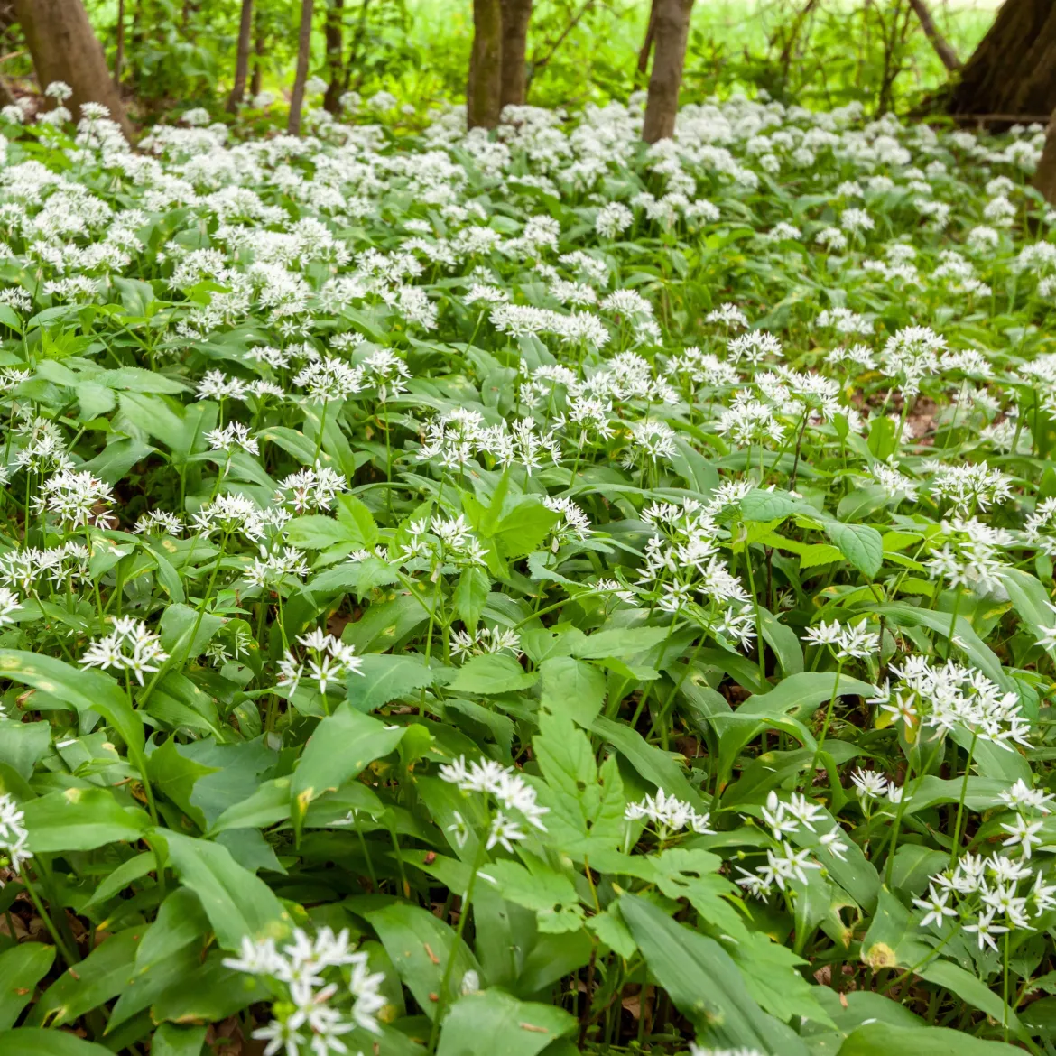 Ail des ours - Récoltez l'ail sans planter