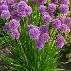 Ail d'ornement Millenium - Des pompons violets tout l'été