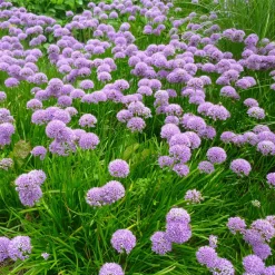Ail d'ornement Millenium - Des pompons violets tout l'été