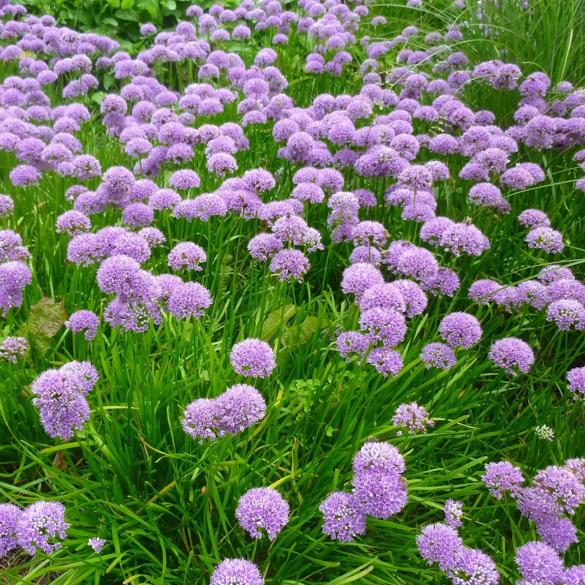 Ail d'ornement Millenium - Des pompons violets tout l'été