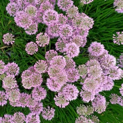 Ail d'ornement Millenium - Des pompons violets tout l'été