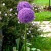 Ail géant de l'Himalaya - Des boules violettes spectaculaires