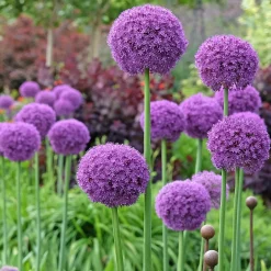 Ail géant de l'Himalaya - Des boules violettes spectaculaires
