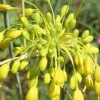 Ail jaune - Des pompons dorés au jardin