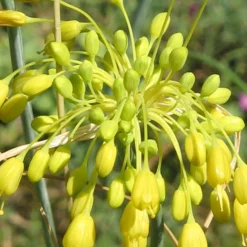 Ail jaune - Des pompons dorés au jardin