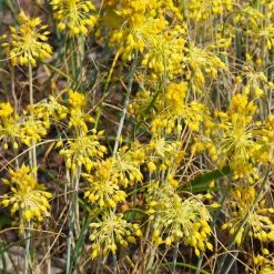 Ail jaune - Des pompons dorés au jardin