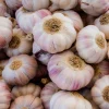 Ail rose - Récolte facile et savoureuse