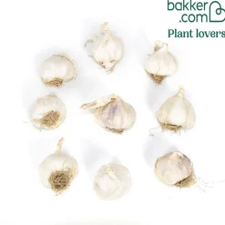 Ail rose - Récolte facile et savoureuse
