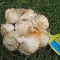Ail violet Germidour - Récolte facile et parfumée