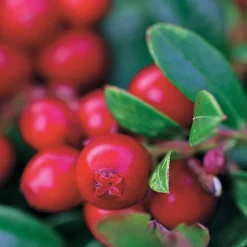 Airelle rouge Miss Cherry ® - Deux récoltes par an