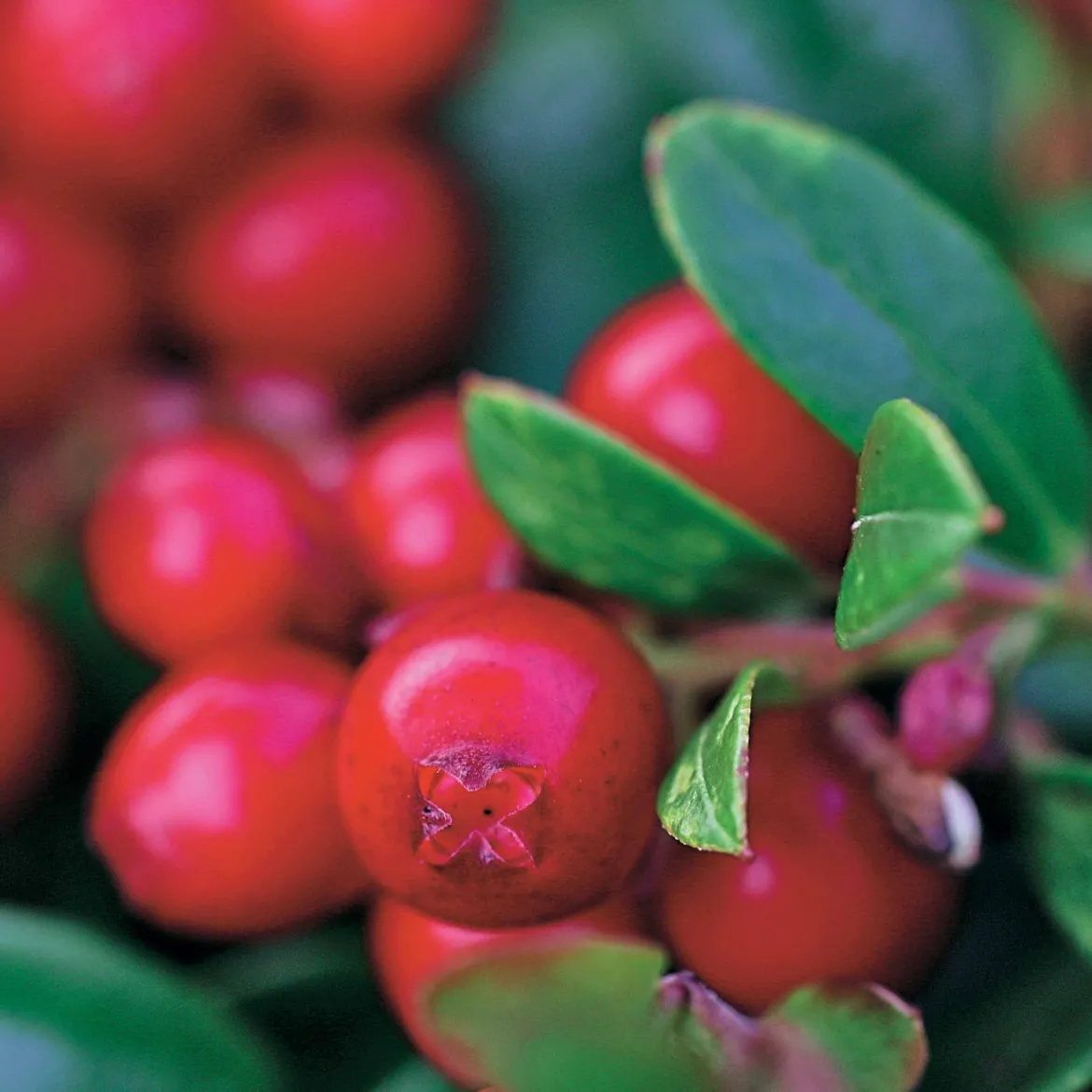 Airelle rouge Miss Cherry ® - Deux récoltes par an