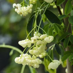 Akébia à cinq feuilles Alba - Un mur fleuri en un rien