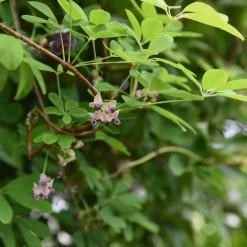 Akébia à cinq feuilles Silver Bells - Un mur fleuri en un été