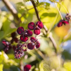 Akébia à trois feuilles - La liane qui donne des fruits