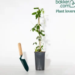 Akébie à cinq feuilles 'Quinata' - Un mur fleuri sans effort