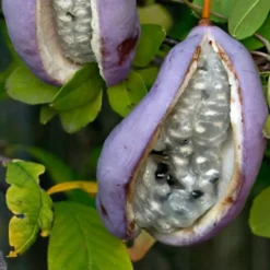 Akébie à cinq feuilles 'Quinata' - Un mur fleuri sans effort