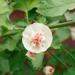 Alcalthaea Parkallee - Une rose trémière qui dure