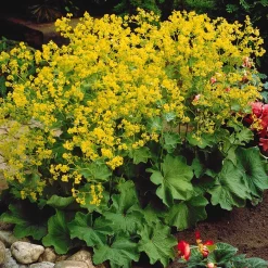 3 Alchemilles - Effet nuage doré au jardin