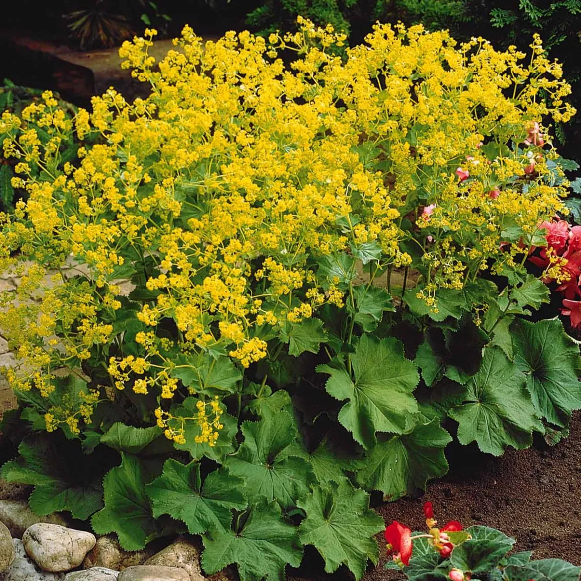 3 Alchemilles - Effet nuage doré au jardin