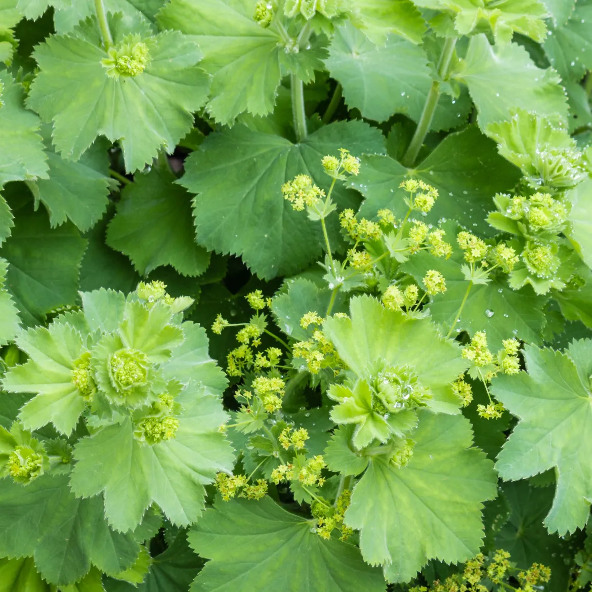 Alchemille vulgaris - La rosée en bijou vivant