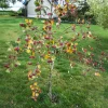 Alisier blanc Lutescens - Un arbre argenté au vent