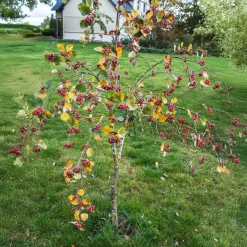 Alisier blanc Lutescens - Un arbre argenté au vent
