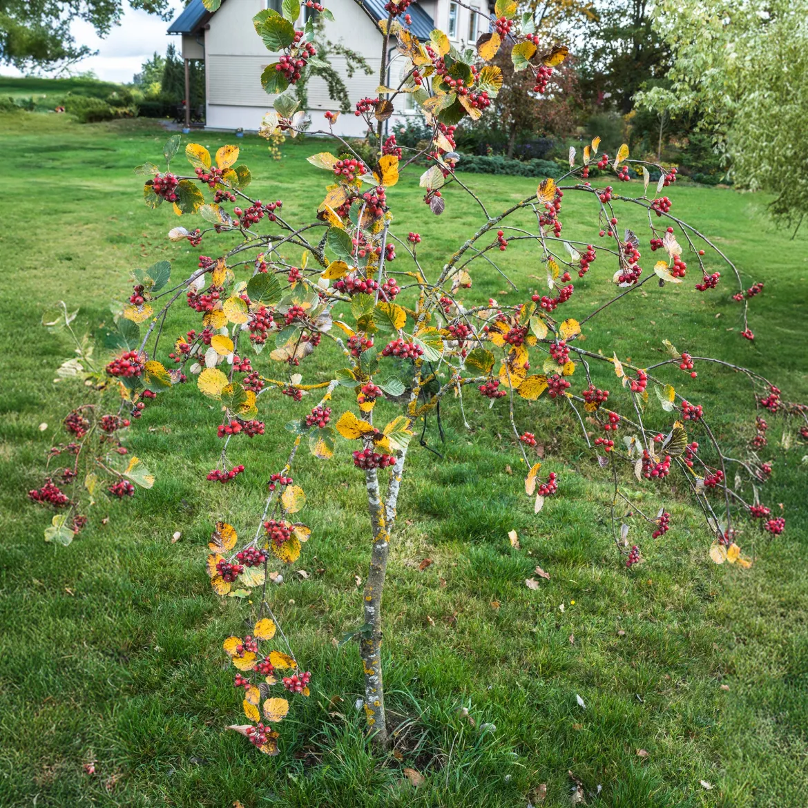 Alisier blanc Lutescens - Un arbre argenté au vent