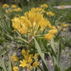 Allium doré - Des boules d'or au jardin