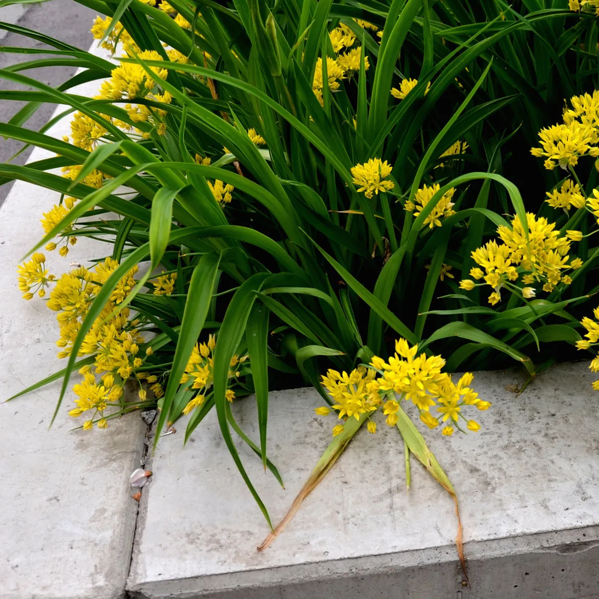 Allium doré - Des boules d'or au jardin