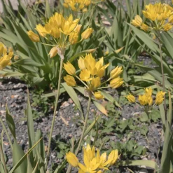 Allium doré - Des boules d'or au jardin