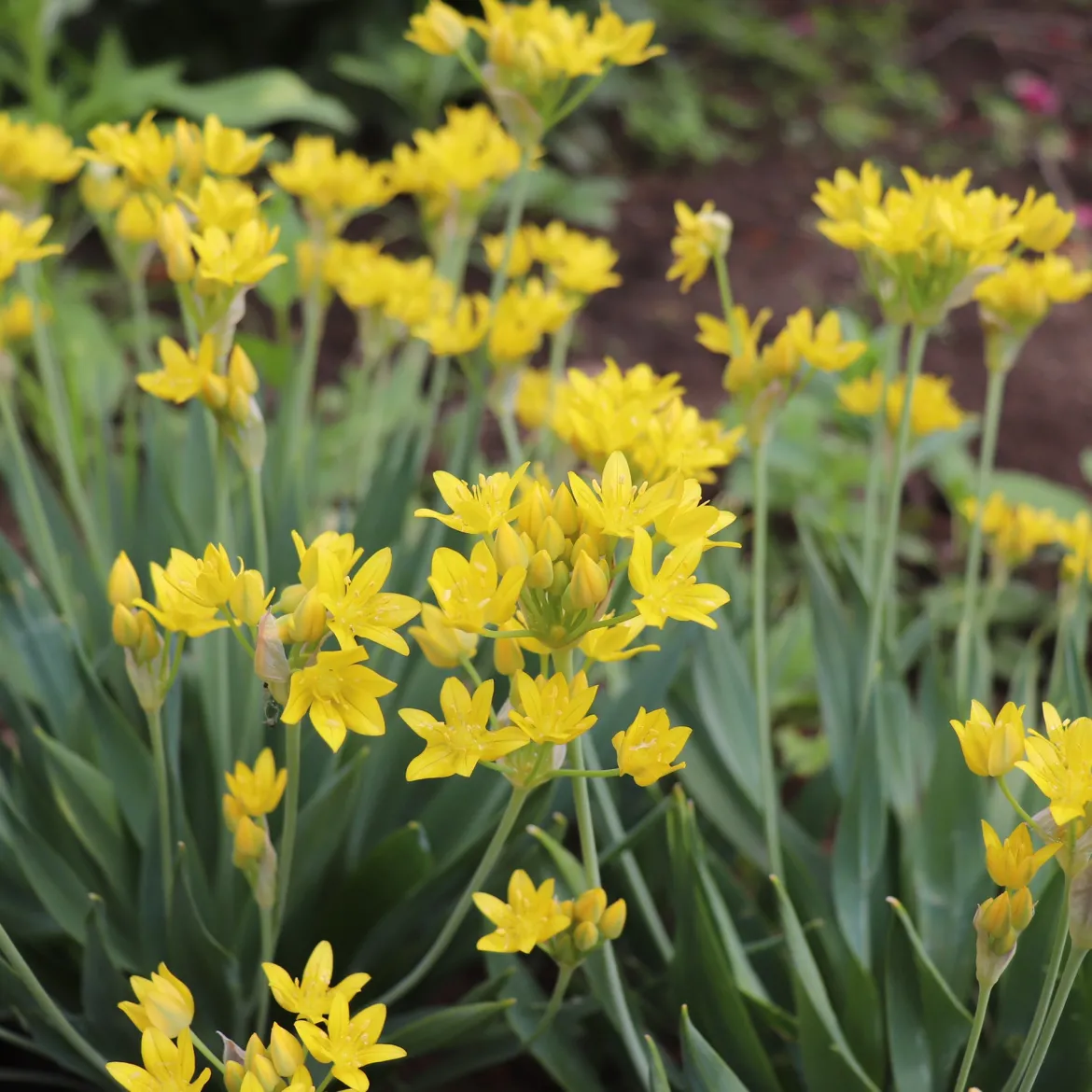 Allium doré - Des boules d'or au jardin