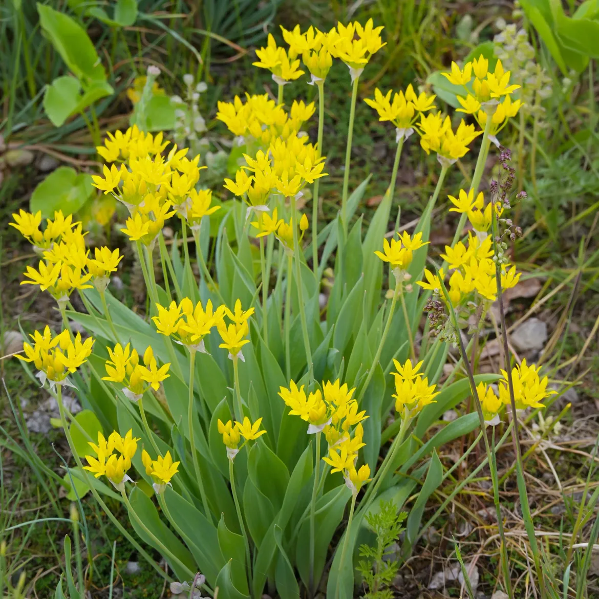 Allium doré - Des boules d'or au jardin