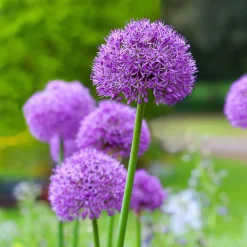 Allium Gladiator - Des boules violettes spectaculaires